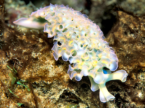 Lettuce Sea Slug (Elysia Crispata)