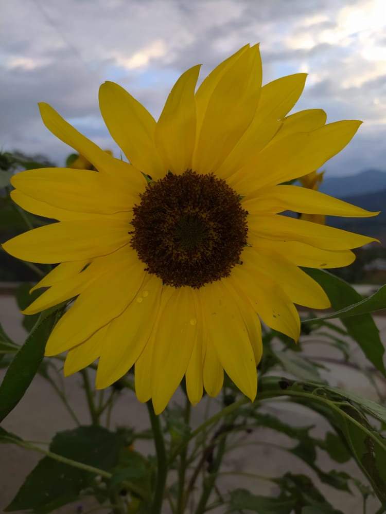 El diámetro de todo el girasol es de 16 cm
aproximadamente y el diámetro de la parte central de color marrón es de 5 cm.
Halla la aproximación del área y perímetro de la parte amarilla del girasol.


 


