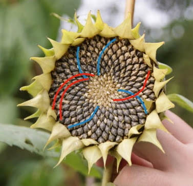 21/34 zonnebloem met 21 rode spiralen (wijzerzin) en 34 blauwe (tegenwijzerzin)