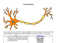 Ablauf Neuronale Signalleitung.pdf