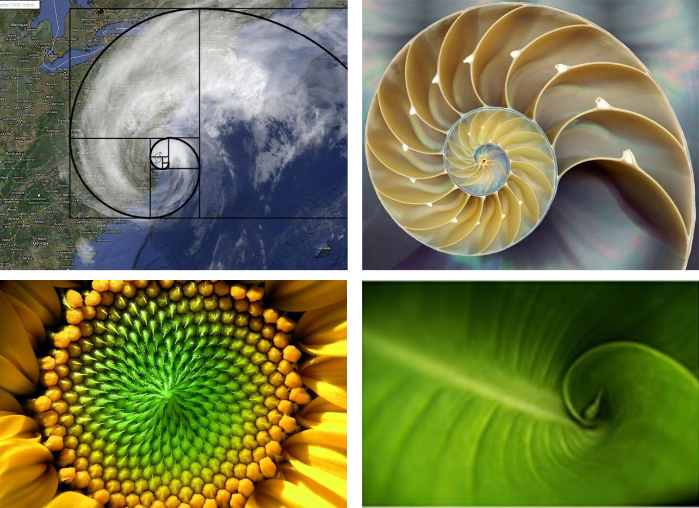 Fibonacci na natureza