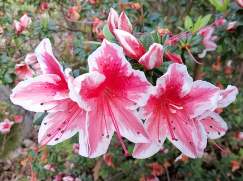 Azaleas