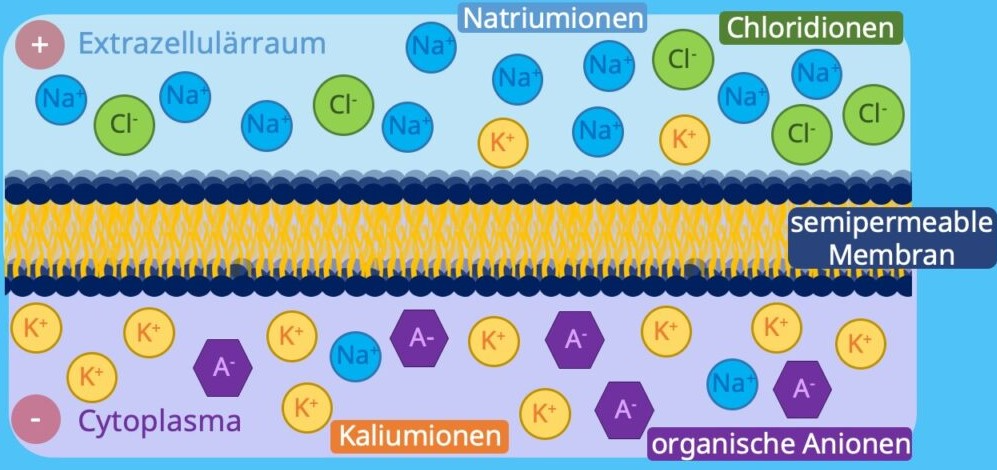 Quelle: https://studyflix.de/biologie/ruhepotential-2740